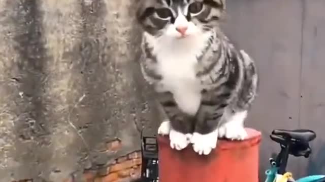 Cute cat