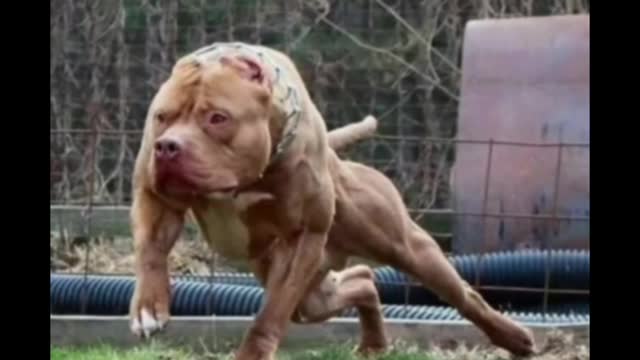 Dog short video ll #shorts animal video