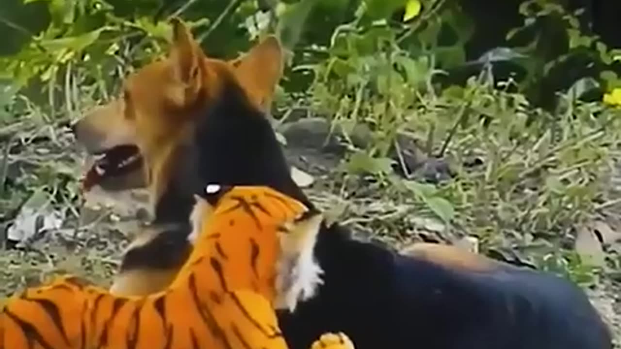 Dog tiger toy prank funny 🤣🤣