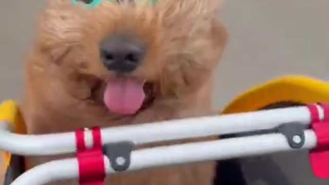 Dog finds new form of transportation #shorts