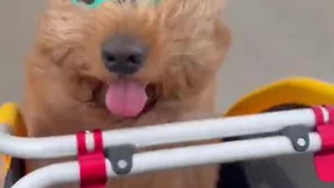 Dog finds new form of transportation #shorts