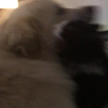 Cat attacks Hoss