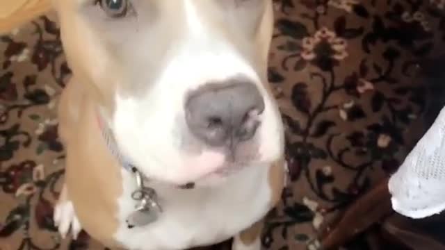 Close up of brown and white dogs face woman says what a little angel