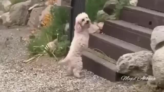 Innocent two-legged puppy