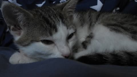 The camera shot these incredibles eyes of this cat when she wakes up.