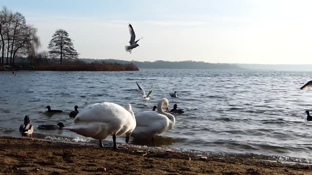 Swans ducks and seagulls enjoy feeding