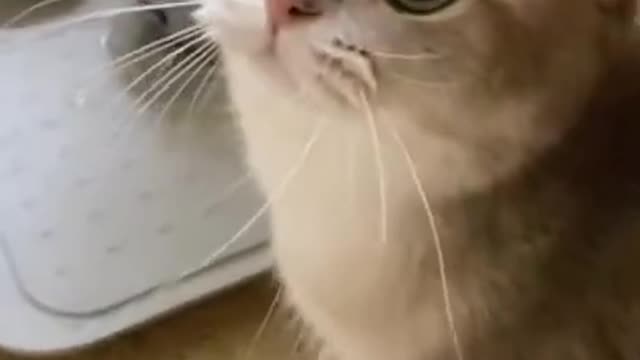 Baby cat moment😾🐈watch till in the end