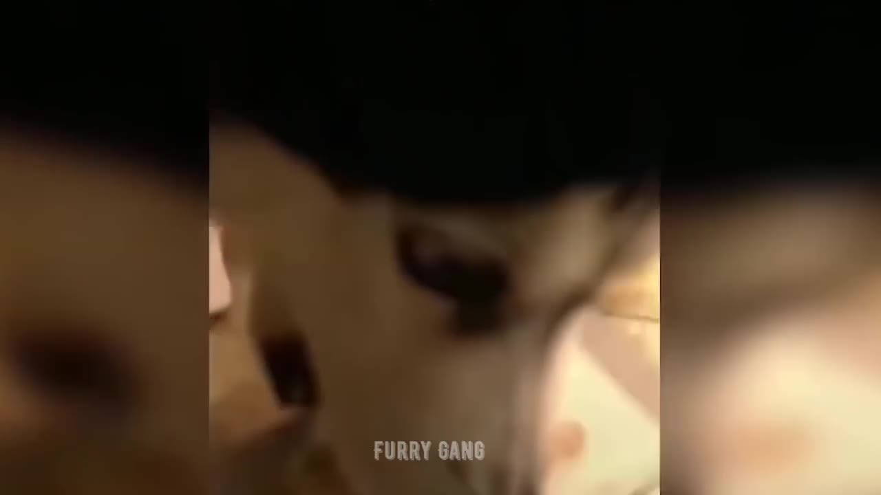 dog reaction to cutting cake I funny 😆 dog ​​cake.reaction. I furry gang