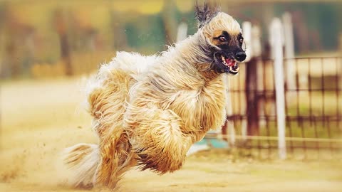 #Top10Dog These Dogs Can Run Faster Than Usain Bolt