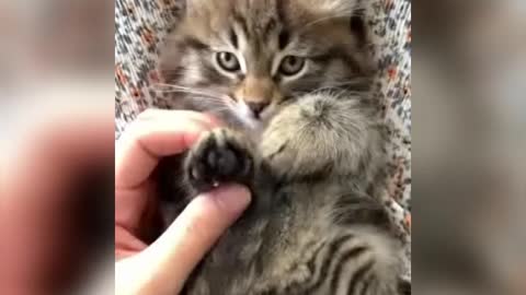 very beautiful cat