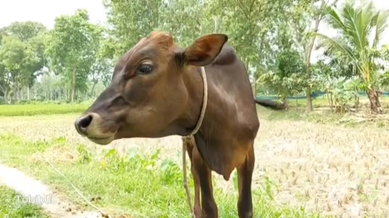 Have you ever heard the sound of a cow? Click on the video and hear the sound in a new way.