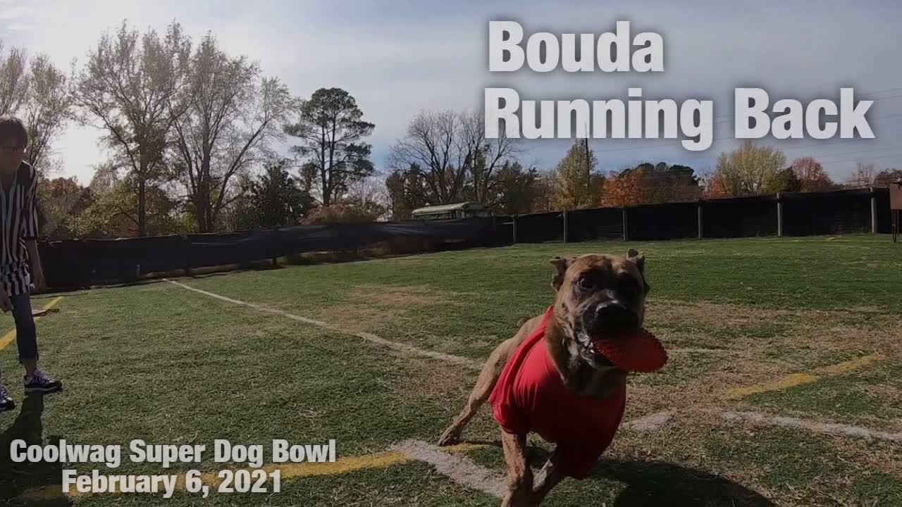 Coolwag Super Dog Bowl Starting Line Up featuring Baxter, Boomer and Bouda