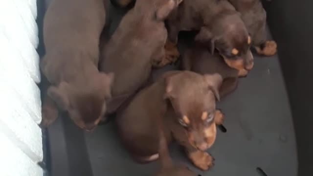 Very lovely newborn little dogs