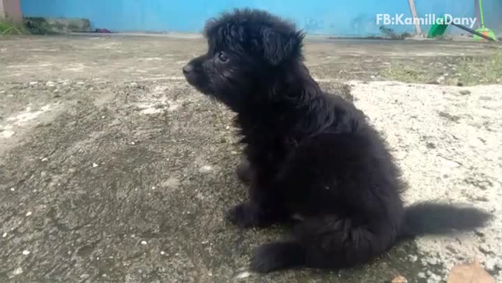 Black puppy on dirt pavement