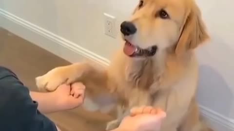 Cute Dogs || Dogs world || Dogs lover || Dogs entertain || Dogs fun
