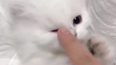 cute cat video