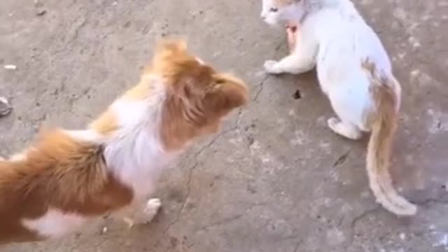 FUNNY Cat VS Dog Fights 🐈🐕 | Angry Cats - Sometimes Cat but most of the time Your Wife ✌️🤗😂