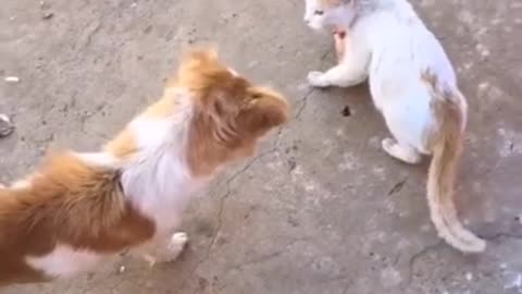 FUNNY Cat VS Dog Fights 🐈🐕 | Angry Cats - Sometimes Cat but most of the time Your Wife ✌️🤗😂