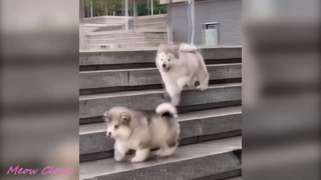 Baby Alaskan Malamute Is So Cute!