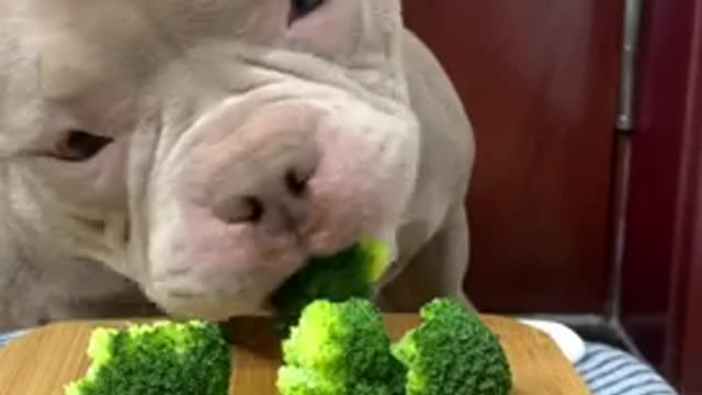 Cute Animals - Cute Puppy ASMR Eating Green Vegetable Show As Human #00238