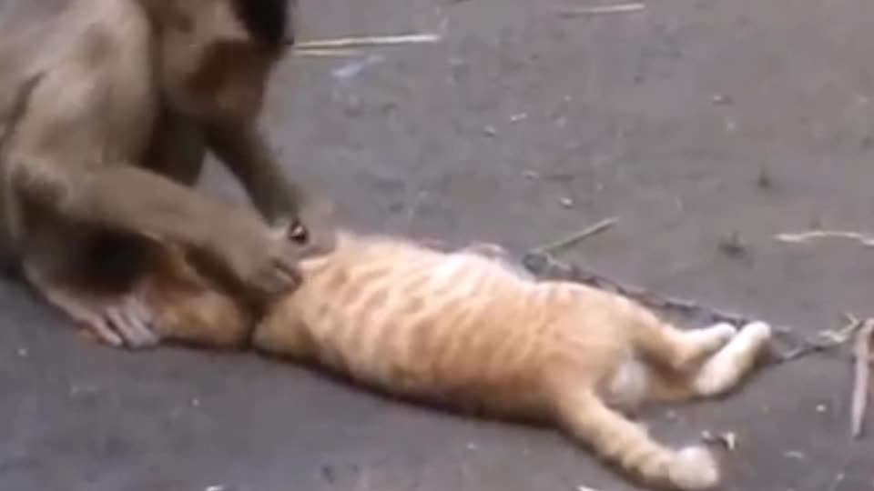 Monkey kindness to cat