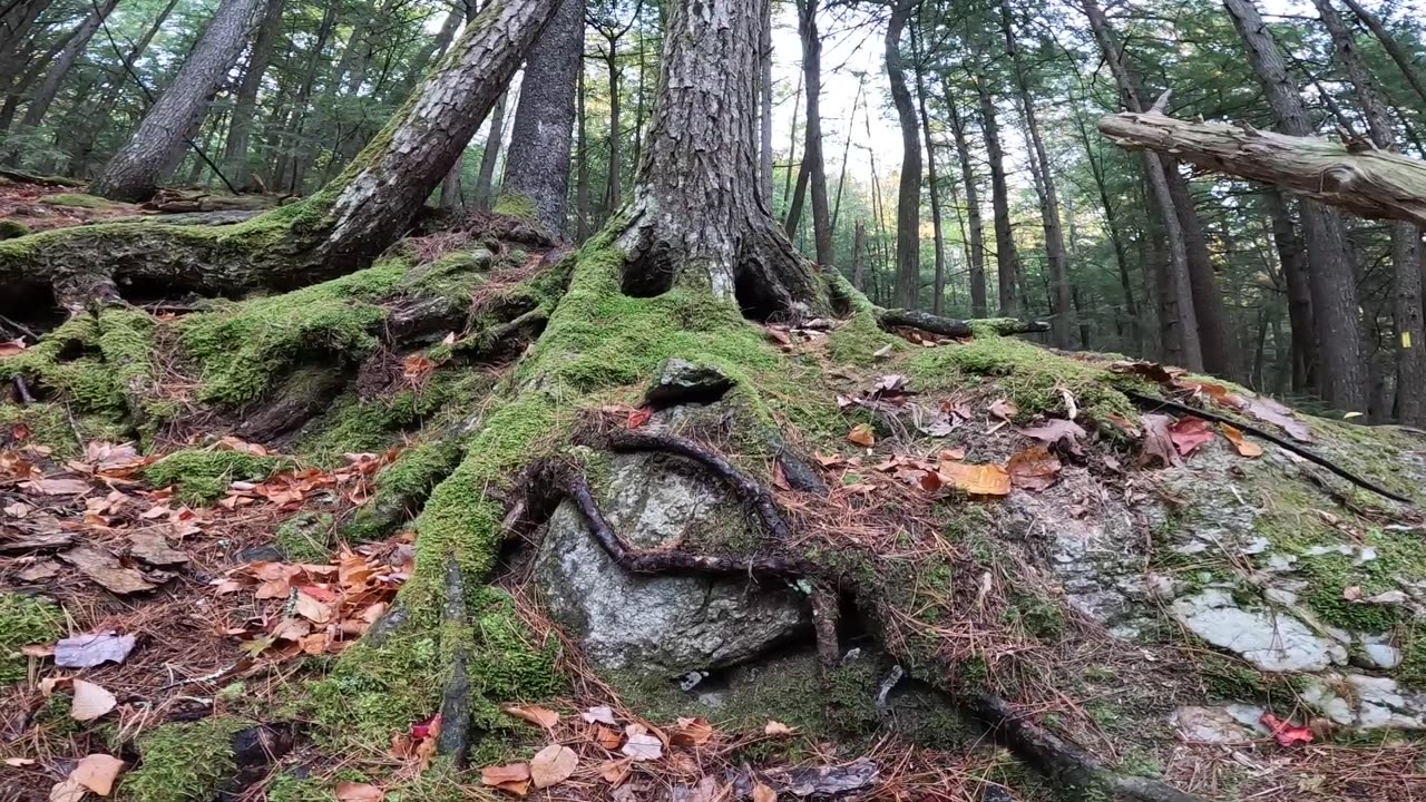 Tree Face