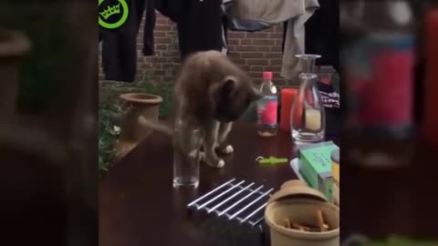 new funny cat . cute cat was playing around and so happy😆😆😆😎😎😜😜😝😝😝😝😝😝😝