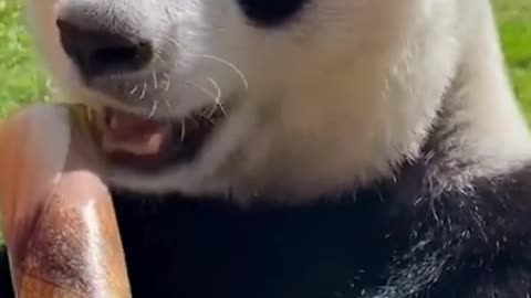 giant panda