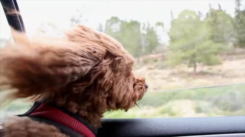 cute dog's wind-in-the-hair err fur moment while enjoying a car ride