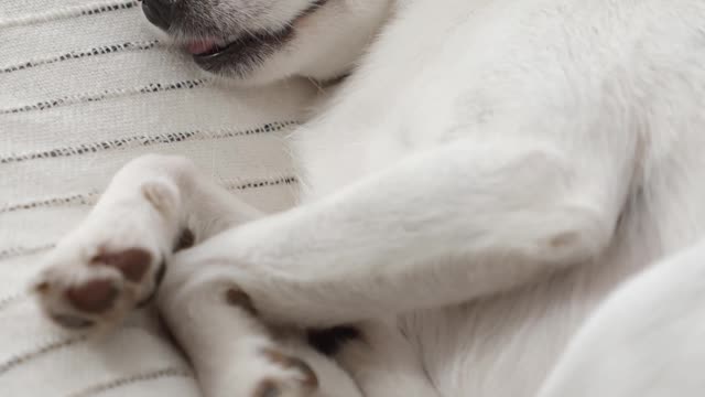 sleeping dog WATER INK EFFECT ASMR