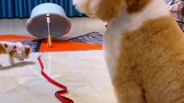 In the past, a person felt very lonely, but now a dog is much happier.