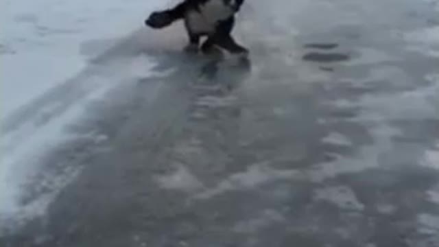 Dog Slips While Running On Ice