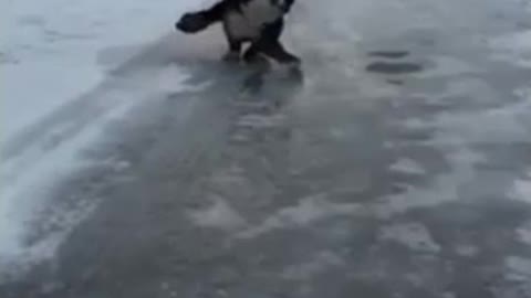 Dog Slips While Running On Ice