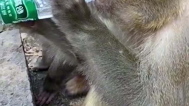 Monkeys like a Humans wilde animals