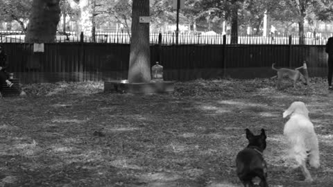 Perros jugando en el parque...