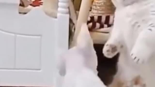 Cute Cat Fight Video