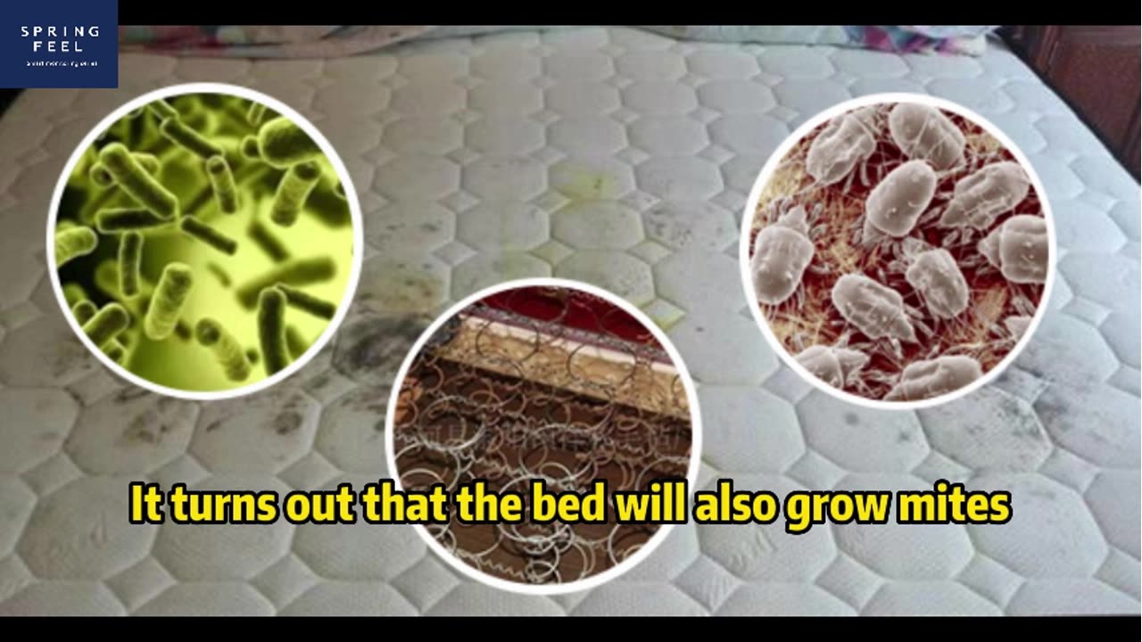 Bye-Bye Mites! Embrace Ultimate Comfort with Latex Mattresses#latexmattress #mites #goodsleep