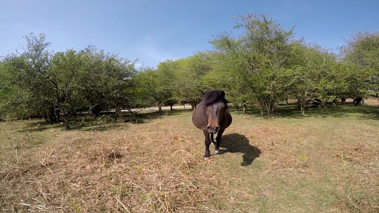 Cycle ride Roborough Dartmoor to Yelverton on the Moor part 1 Gopro