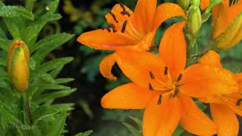 The Orange Lily O! -- Traditional Orange Song