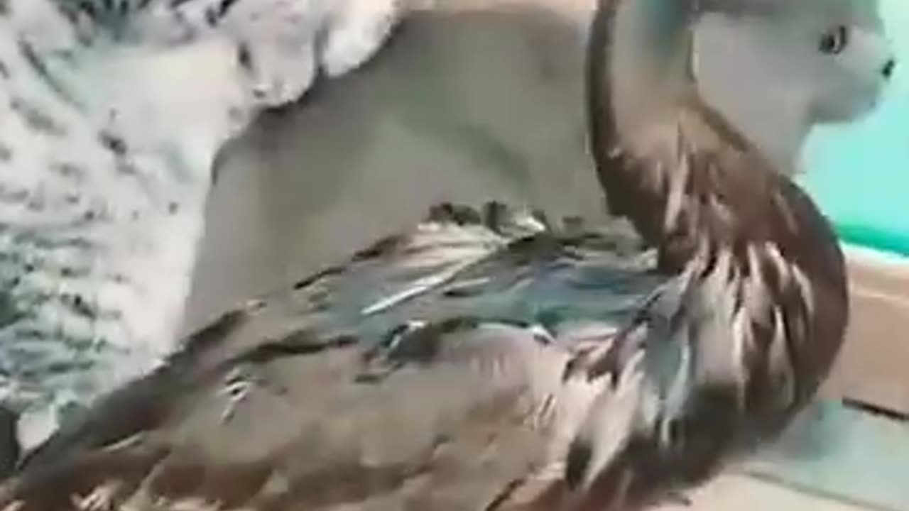 Funny cat 🤣