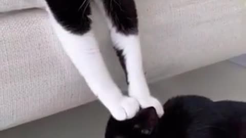FUNNY ANIMAL VIDEOS ! CAT BORED !