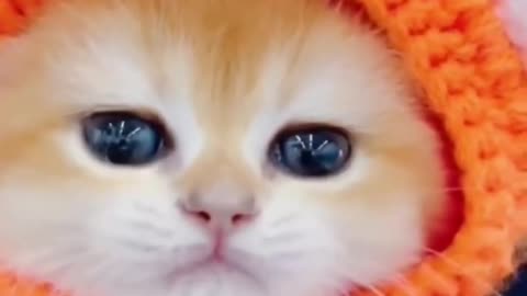 😻Cute Kitten😻 #cat #cats #catlover