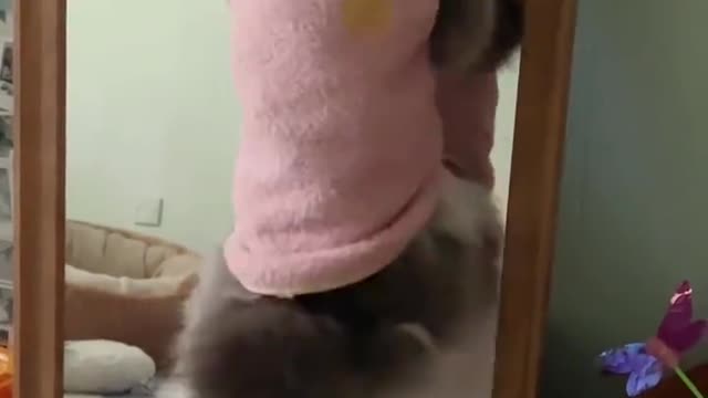 The cat that can clean the glass, let it contract the glass in the house later