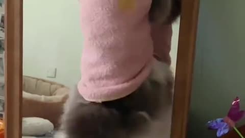 The cat that can clean the glass, let it contract the glass in the house later