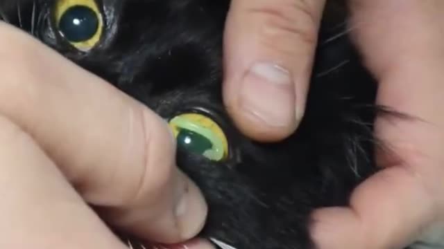 Cats eye