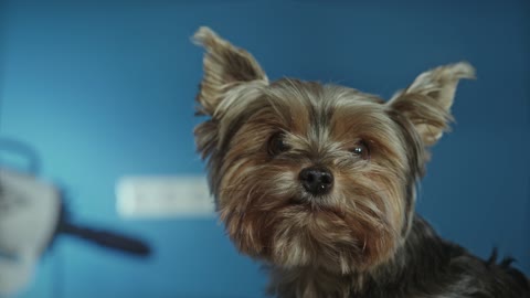 Close Up Video of a Dog