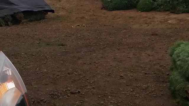 Helicopter Unloading Christmas Trees for Delivery