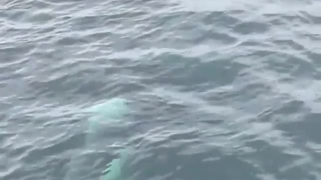 hungry stag whale