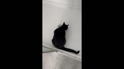 Adopting a Cat from a Shelter Vlog - Precious Piper is Exploring the Shower Again #shorts