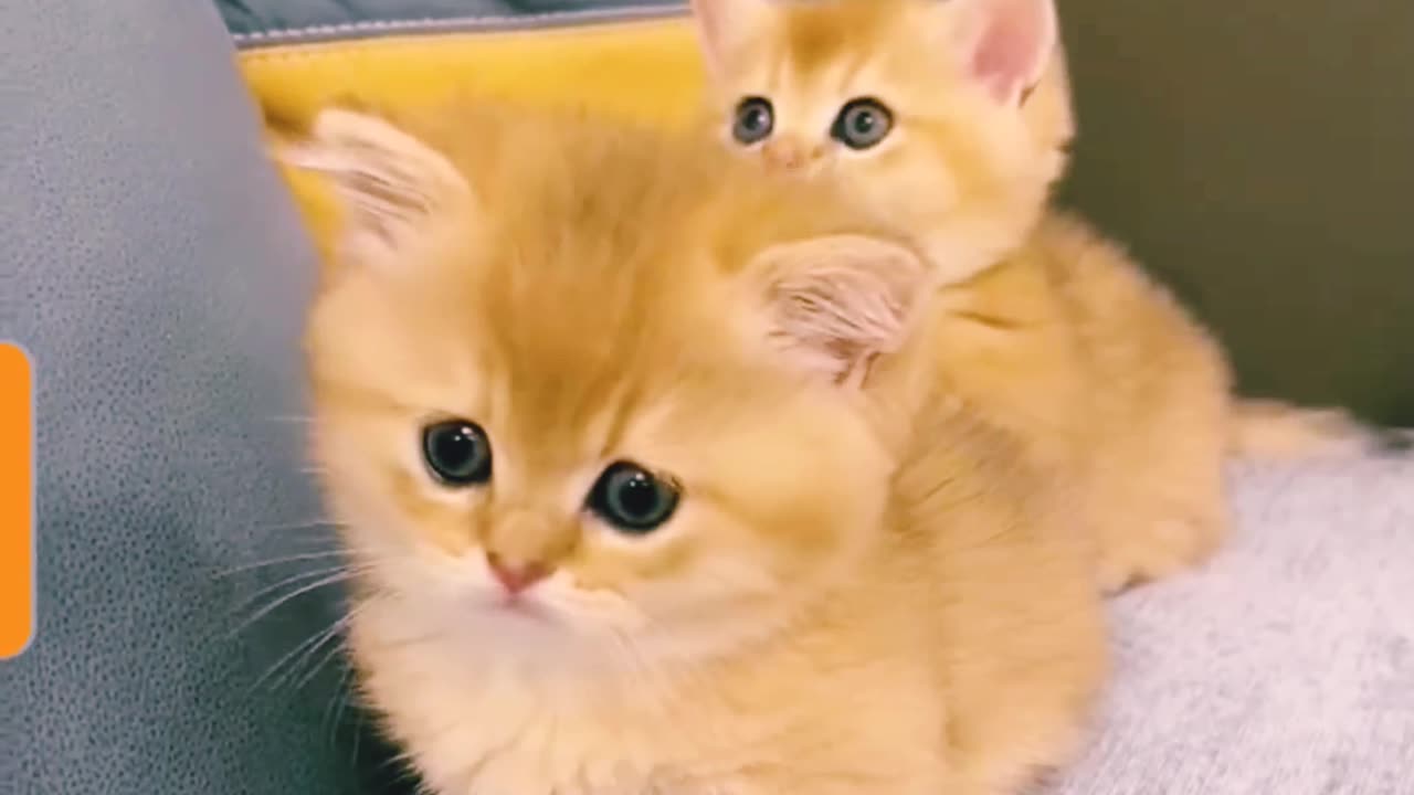 Cute Cats Collection...